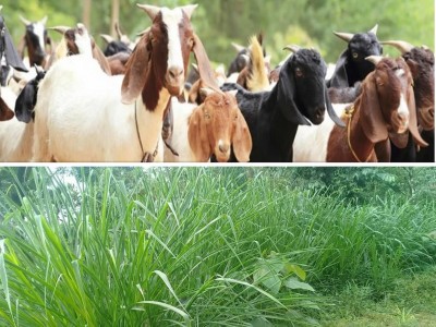 बागलुङका किसानलाई मासु र घाँसमा अनुदान